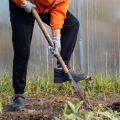 Annual Garden Care Plan as per Indian Seasons & Weather