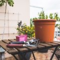 Gardening & Outdoor Maintenance Tips for Rental Flats in India