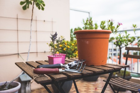 Gardening & Outdoor Maintenance Tips for Rental Flats in India